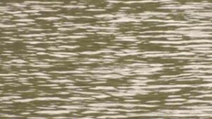 South African, 30, Drowns In Vermont Lake