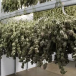 Vermont lawmakers have rejected off-site cannabis sales plan, risking small growers’ survival