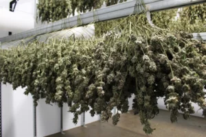 Vermont lawmakers have rejected off-site cannabis sales plan, risking small growers’ survival