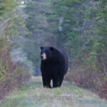 New Bear Canister Rule in the White Mountains Highlights Growing Tension Between Hikers and Wildlife