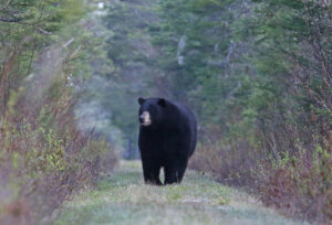 New Bear Canister Rule in the White Mountains Highlights Growing Tension Between Hikers and Wildlife