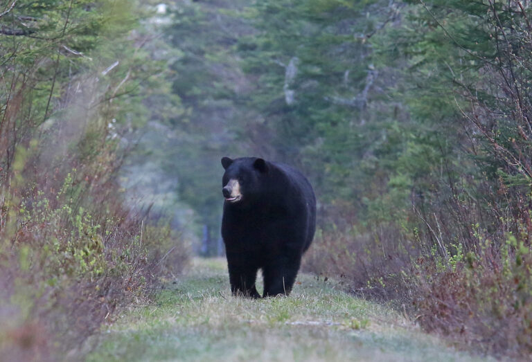 New Bear Canister Rule in the White Mountains Highlights Growing Tension Between Hikers and Wildlife